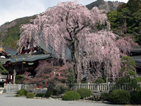 身延山久遠寺(しだれ桜)